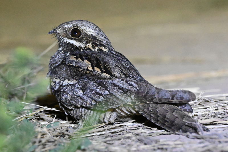 Soubor:Eurasian Nighjar by tcager.jpg