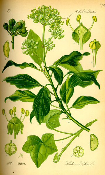 Soubor:Illustration Hedera helix0.jpg