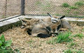 Otocyon megalotis Dvur zoo 4.jpg