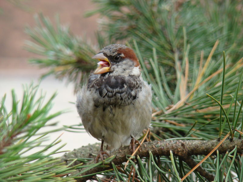 Soubor:House Sparrow-Mindaugas Urbonas-7.jpg