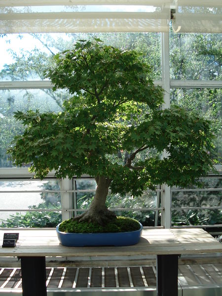 Soubor:Acer Palmatum bonsai 2.JPG