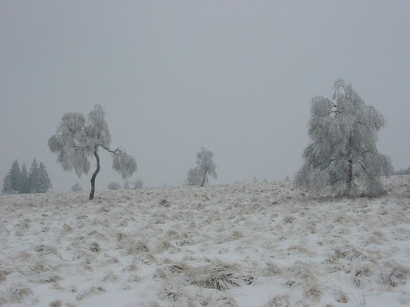 Soubor:Belgium, Hoge Venen.JPG