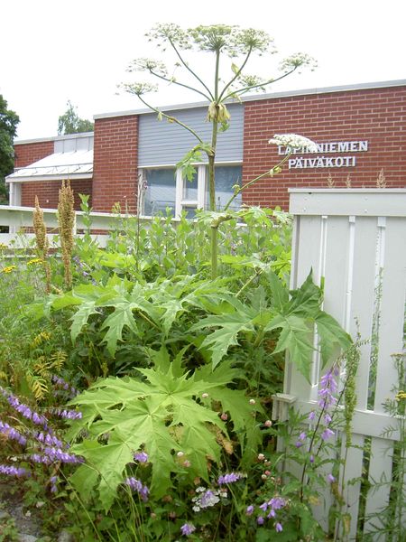 Soubor:Heracleum mantegazzianum lapinniemi.jpg