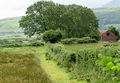 'Sgwarnog-Hare on the path behind Cae-Efa-Lwyd-Fach - geograph.org.uk - 886319.jpg