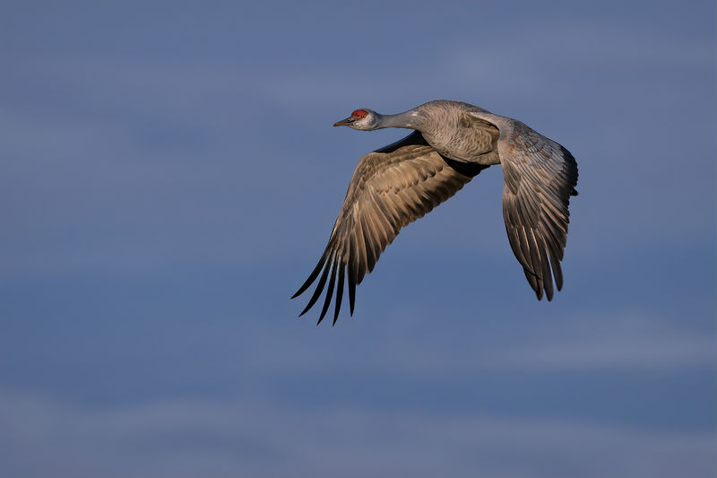 Soubor:Sandhill crane in the late afternoon light in a cornfield near Kearney, Nebraska-Flickr.jpg