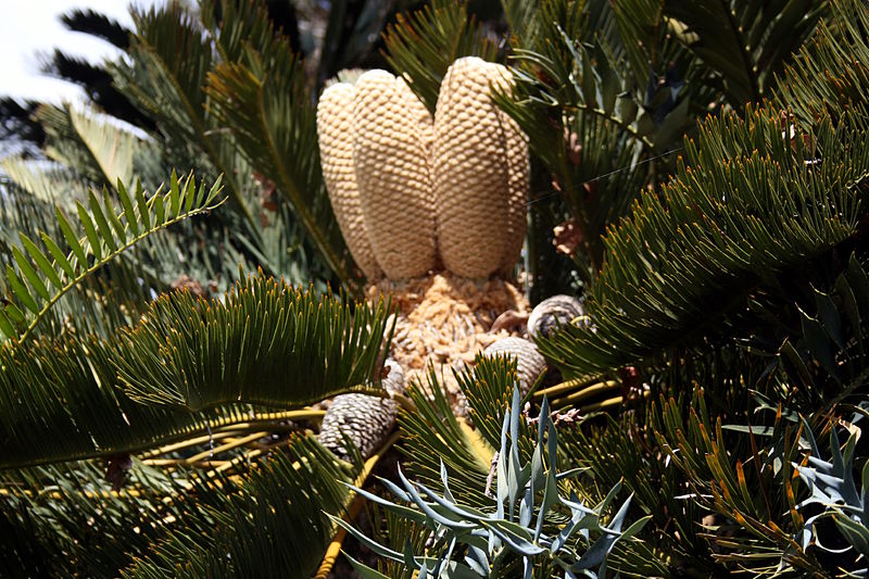 Soubor:Monte (Funchal) - Encephalartos friderici guilielmii, Lehm (Brotpalmfarn) IMG 2032.JPG