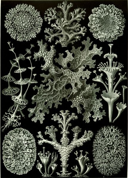 Soubor:Haeckel Lichenes.jpg