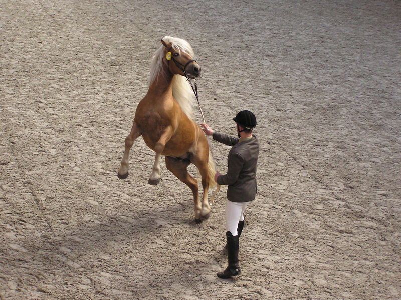 Soubor:Haflinger.JPG