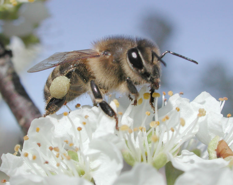 Soubor:Plumpollen0060.jpg