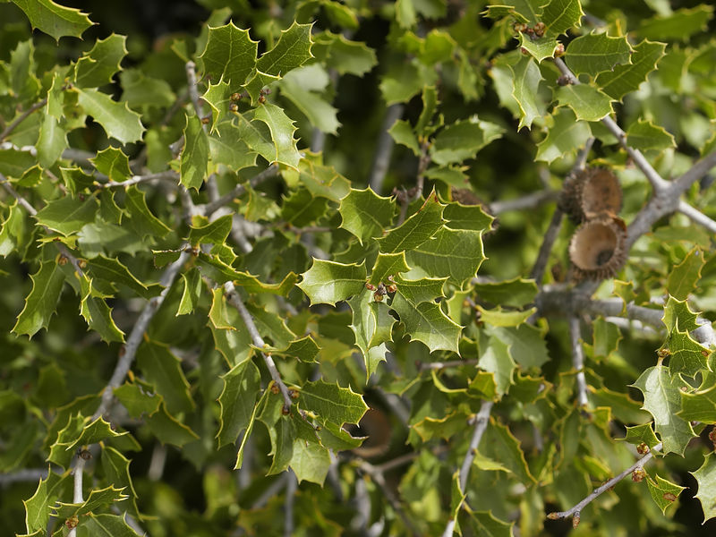 Soubor:Quercus coccifera (leaves).jpg