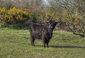 A Black Shaggy Cow - geograph.org.uk - 773380.jpg