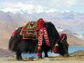 Bos grunniens at Yundrok Yumtso Lake.jpg