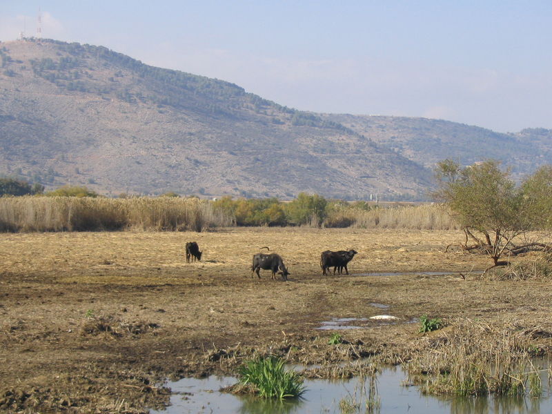 Soubor:Hulah Valley, Israel, Buffalo.jpg