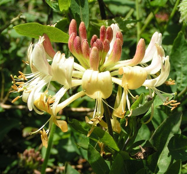 Soubor:European honeysuckle 800.jpg