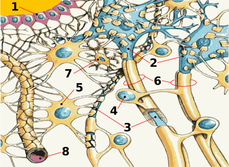 Soubor:Neuro-anatomy 01.png