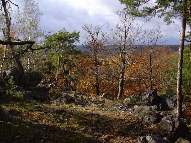 Soubor:Krivoklatsko borovice.jpg