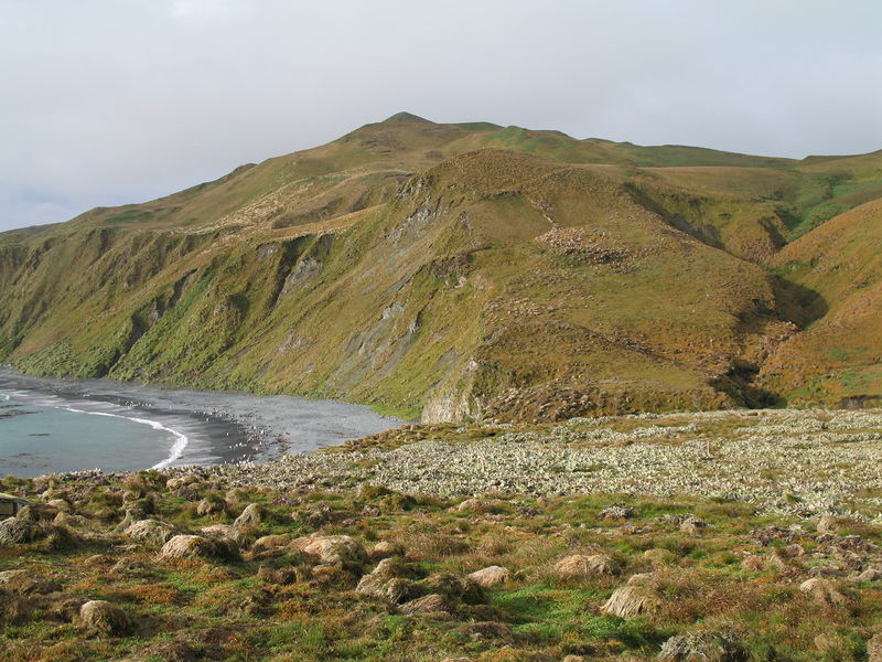 Soubor:MacquarieIsland11.JPG