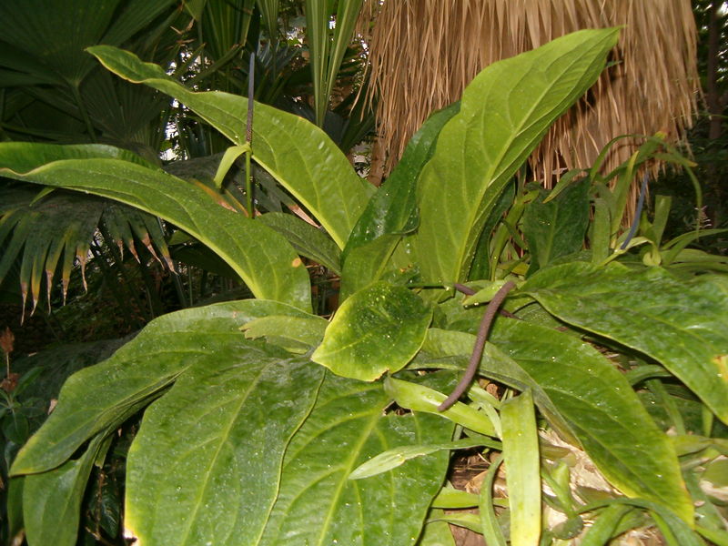 Soubor:Anthurium hookeri BotGardBln1105PlantWithInflorescences.JPG