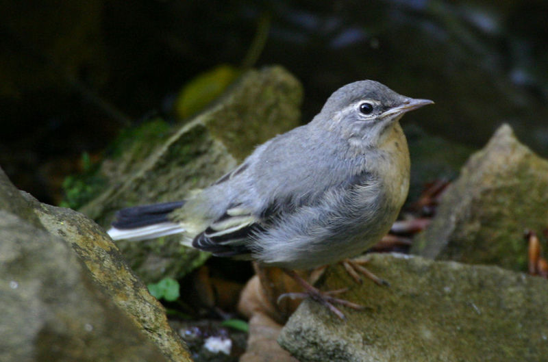 Soubor:Grey Wagtail Juv 160504W.jpg