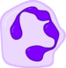 Neutrophil.png