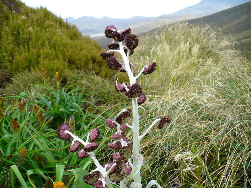 Soubor:Pleurophyllum.jpg