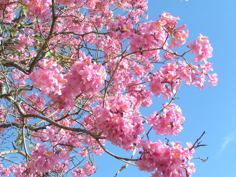 Soubor:Tabebuia impetiginosa inflorescencias.jpeg