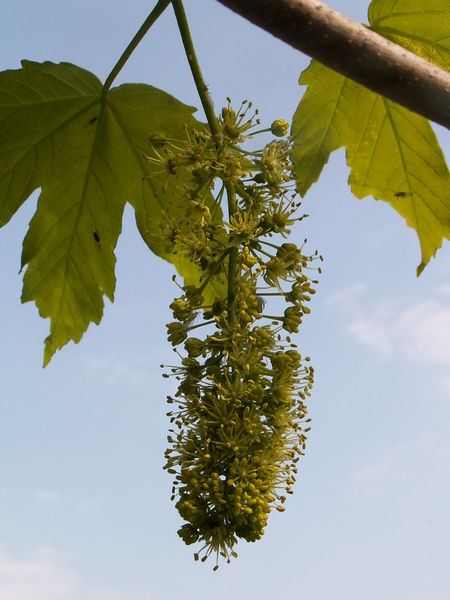 Soubor:Acer pseudoplatanus infloresc kz.JPG