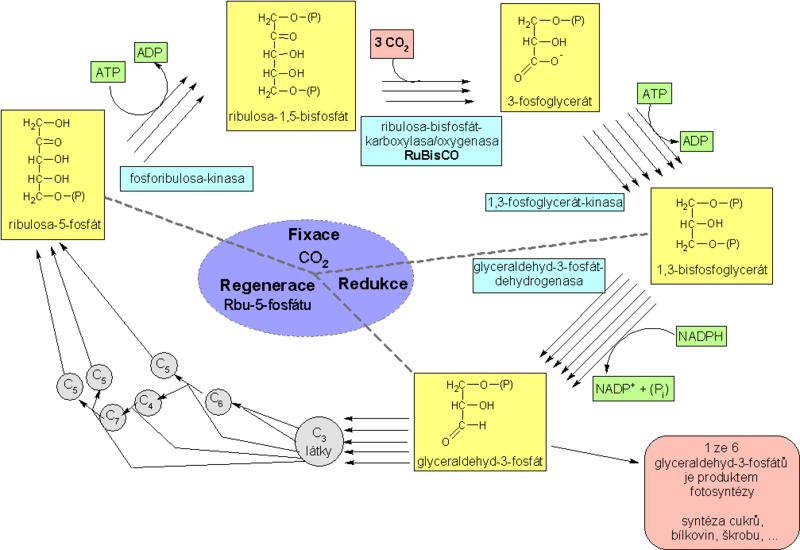 Soubor:Calvin cycle (cs).png