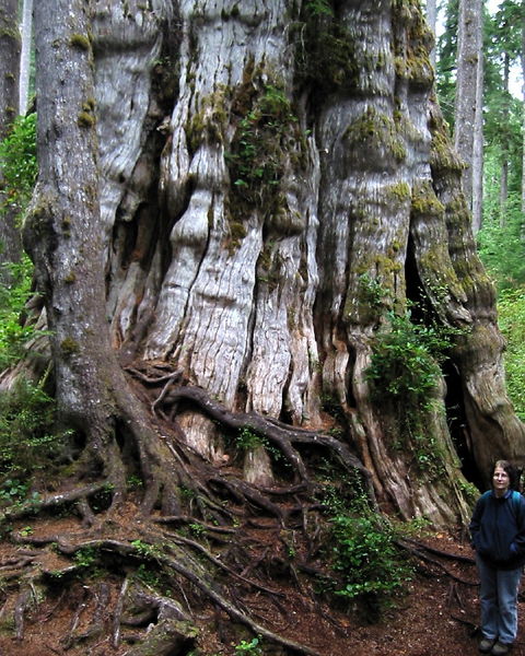 Soubor:QuinaultLakeCedar 7274c.jpg