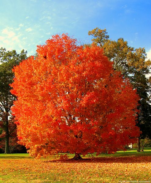 Soubor:Unidentified orange red tree.jpg