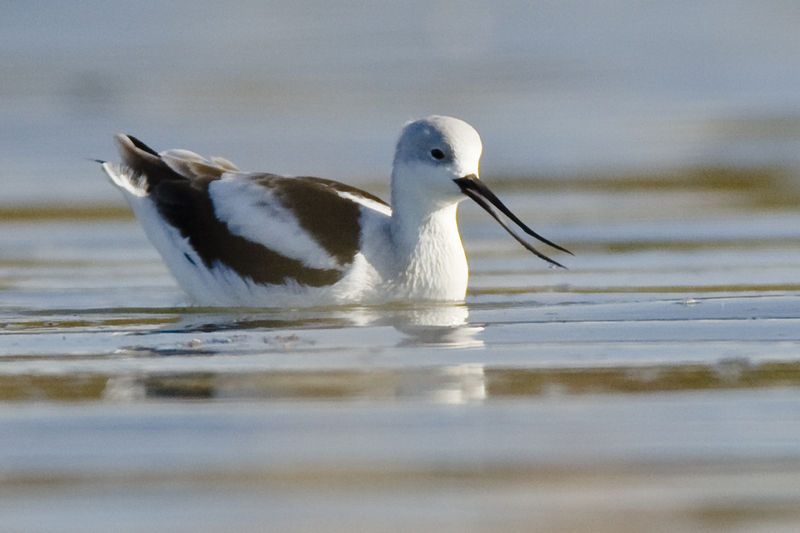 Soubor:American Avocet winter plumage.jpg