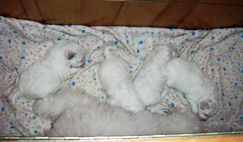 Soubor:Bichon Frisé puppies.jpg