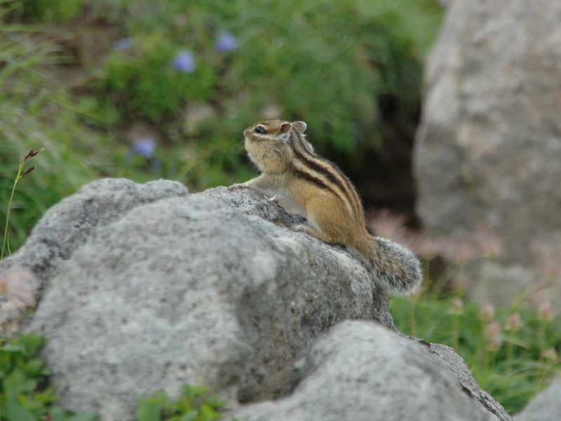 Soubor:Tamias sibiricus lineatus.jpg