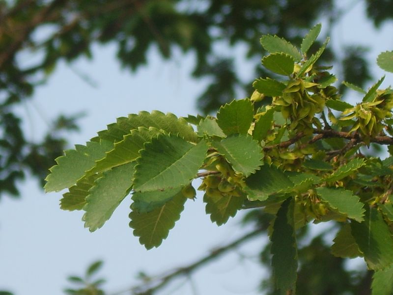 Soubor:Hemiptelea davidii 04.JPG