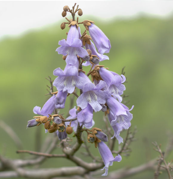 Soubor:Paulownia tomentosa150737420.jpg