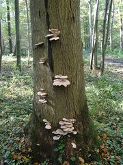 Pleurotus ostreatus JPG6.jpg