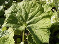 Petasites albus leaf.jpg