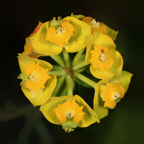 Soubor:Euphorbia cyparissias quadrat.jpg