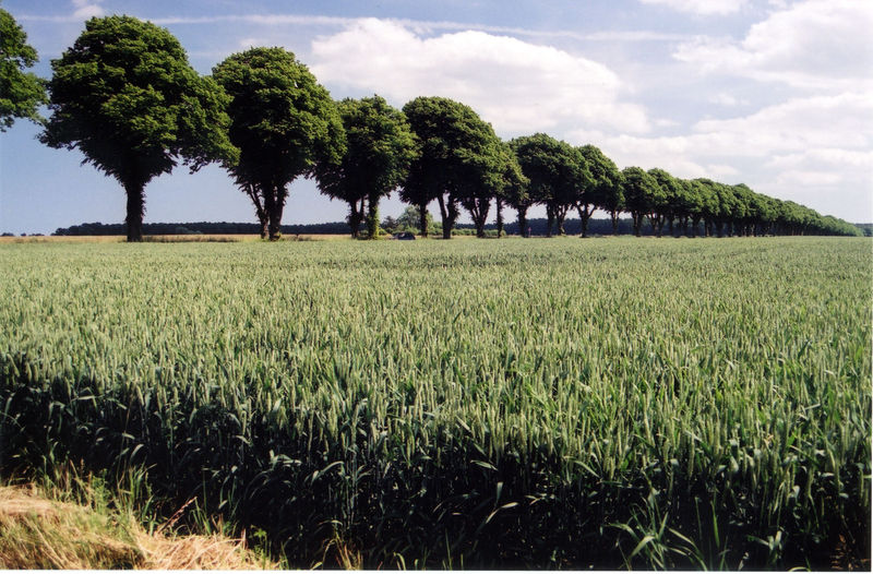 Soubor:Vallø Road.jpg