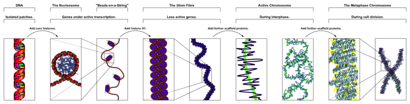 Soubor:Chromatin Structures.png