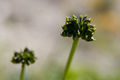 Anemone narcissiflora 06.jpg