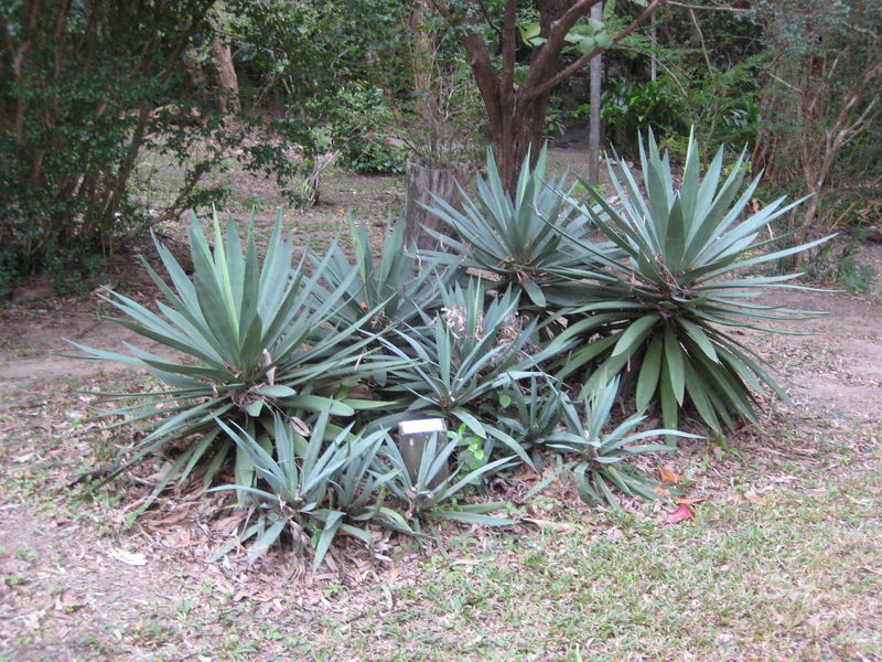 Soubor:Agave sisalana, Cooktown 2010.jpg