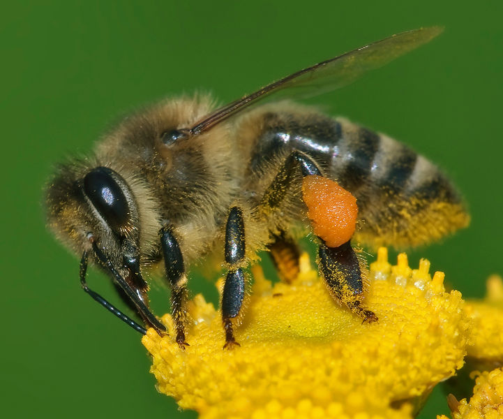 Soubor:Apis mellifera Western honey bee.jpg