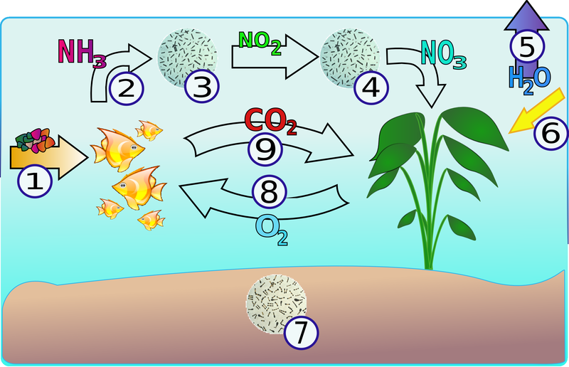 Soubor:Aquarium-NitrogenCycle.png