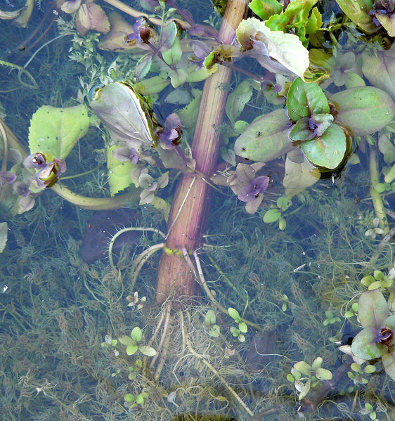 Soubor:Veronica anagallis-aquatica 9.jpg