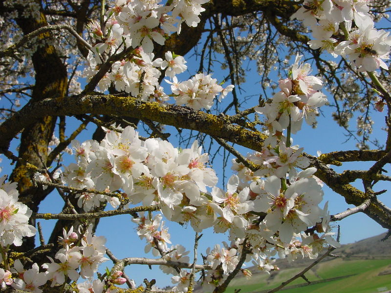 Soubor:Urueña almendro2 lou.jpg