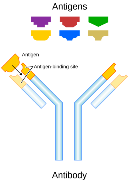 Soubor:Antibody-2007.png