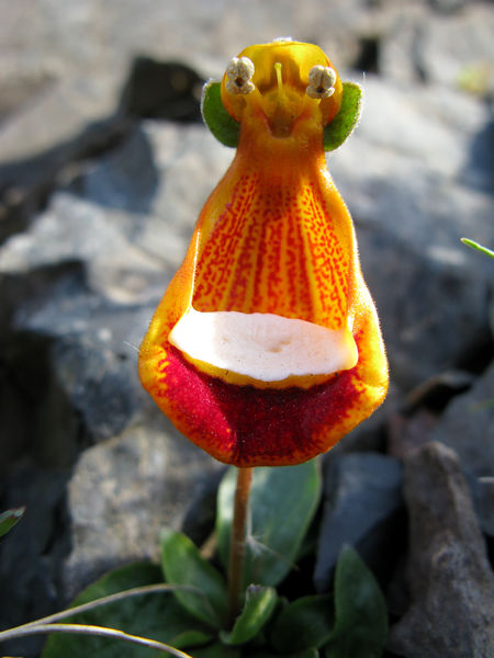 Soubor:Calceolaria uniflora Lam.jpg