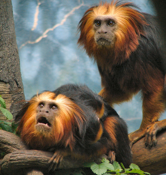 Soubor:Golden-headed-Lion-Tamarins.jpg