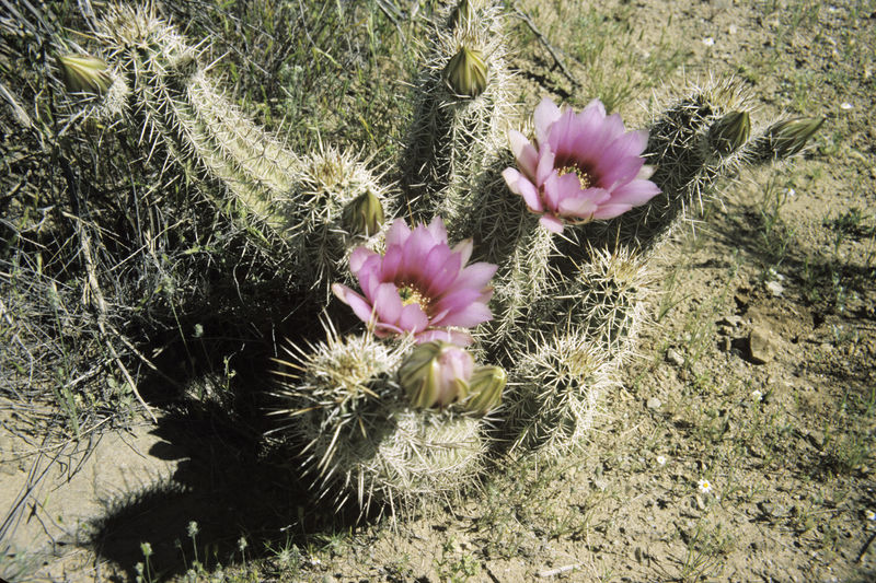 Soubor:Echinocereus engelmannii2 WPC.jpg